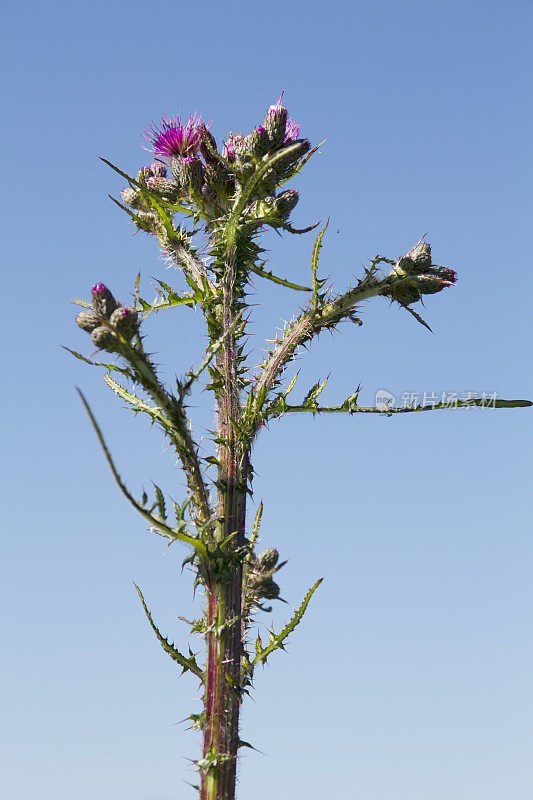 沼泽蓟(Cirsium palustre)对抗蓝天